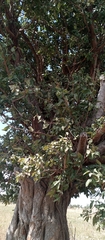 Image of Ficus ovata