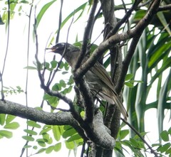 Bolemoreus frenatus