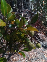 Calophyllum