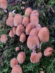 Coprinellus micaceus