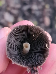 Coprinellus micaceus