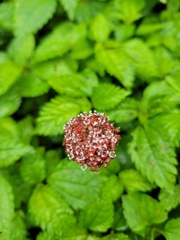 Lecanthus peduncularis