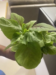 Amaranthus tricolor