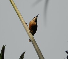 Ptiloris victoriae