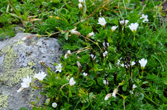 Dichodon cerastoides