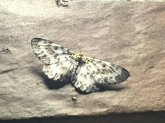 Metabraxas clerica
