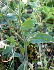 Myosotis australis