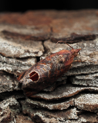 Cryptophlebia ombrodelta