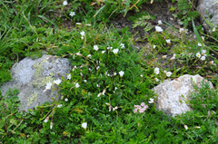 Dichodon cerastoides