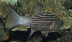 Cheilodipterus intermedius