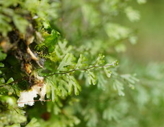 Hymenophyllum australe