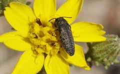 Anambodera nebulosa