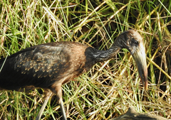 Anastomus lamelligerus