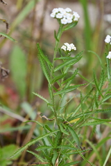 Achillea ptarmicoides