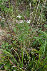 Achillea ptarmicoides
