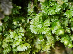 Hymenophyton flabellatum