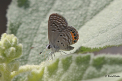 Freyeria trochylus