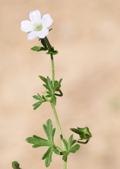 Geranium retrorsum