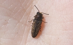 Anambodera nebulosa