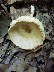 Melanoleuca alboflavida