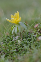 Eranthis hyemalis