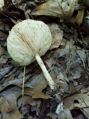 Melanoleuca alboflavida