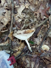 Melanoleuca alboflavida