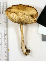 Melanoleuca alboflavida