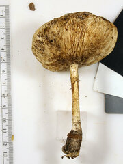 Melanoleuca alboflavida