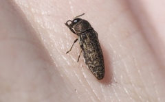 Anambodera nebulosa