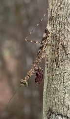 Liturgusella malagassa