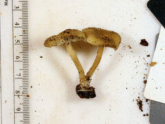 Clitocybe subditopoda