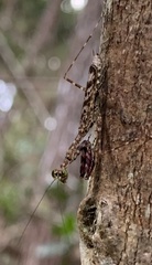 Liturgusella malagassa