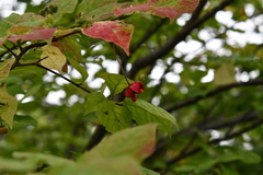 Euonymus maximowiczianus