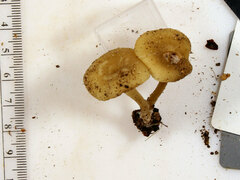 Clitocybe subditopoda