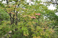 Euonymus maximowiczianus