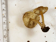 Clitocybe subditopoda