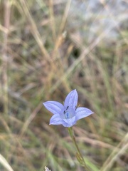 Wahlenbergia