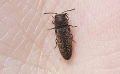 Anambodera nebulosa
