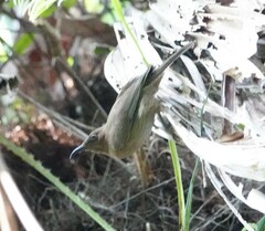 Myzomela obscura