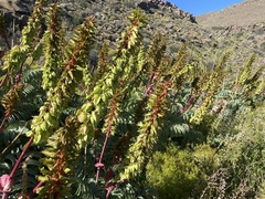 Melianthus major