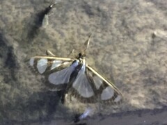 Glyphodes quadrimaculalis