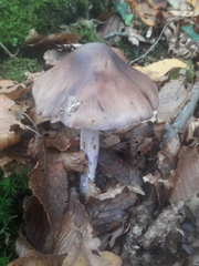 Cortinarius livido-ochraceus
