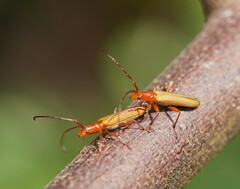 Stenoderus concolor