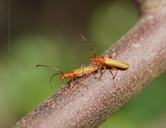 Stenoderus concolor