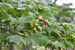 Acer pseudosieboldianum