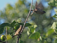 Spermestes cucullata