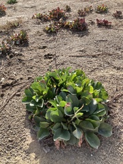 Limonium cossonianum