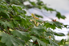 Acer pseudosieboldianum