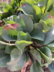 Limonium cossonianum